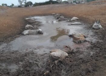 Mais de 2,2 mil animais silvestres são capturados e 92 pessoas multadas por crimes contra a fauna