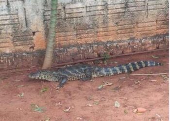 Jacaré de 1,5 metro é capturado enquanto passeava por bairro em Aquidauana