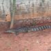 Jacaré de 1,5 metro é capturado enquanto passeava por bairro em Aquidauana