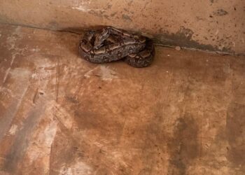 Jiboia de dois metros é encontrada em armazém de supermercado