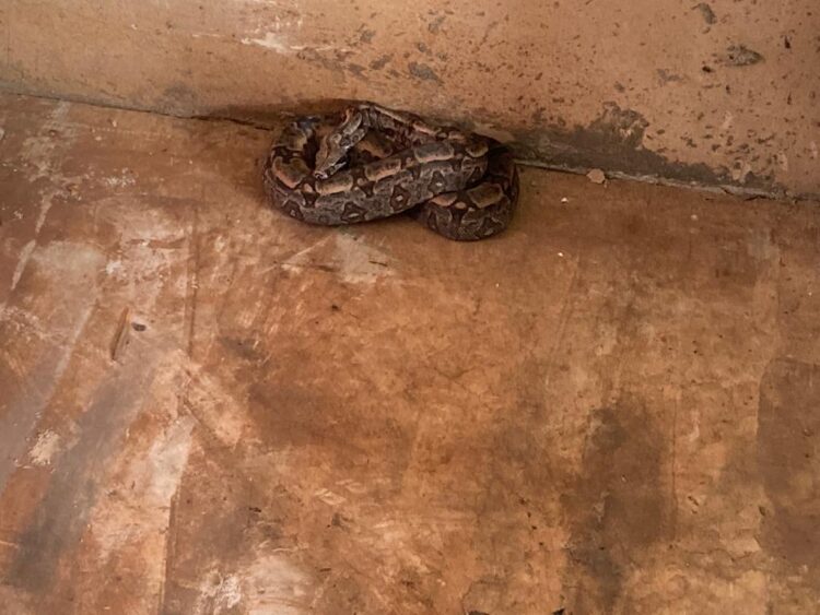 Jiboia de dois metros é encontrada em armazém de supermercado