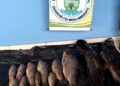 Comerciante é multado em R$ 5,4 mil por pescar durante a piracema no rio Verde