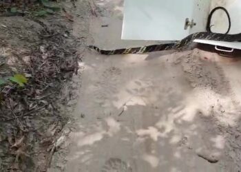 Serpente caninana de 2 metros é capturada no Instituto Federal