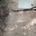 Serpente caninana de 2 metros é capturada no Instituto Federal