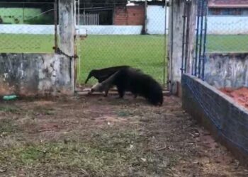 Tamanduá dá uma “fugidinha” para ir à pizzaria e é capturado no Coophavila