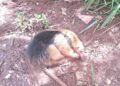 Tamanduá-mirim é resgatado com ferimentos na BR-163 por concessionária