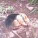 Tamanduá-mirim é resgatado com ferimentos na BR-163 por concessionária