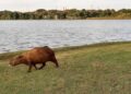 Foto da Capivara faz parte de concurso da UFMS e chama a atenção pela beleza