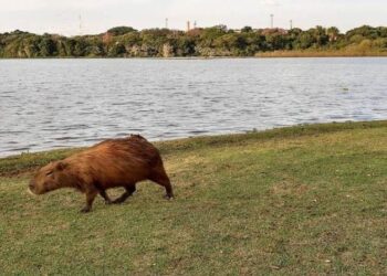 Foto da Capivara faz parte de concurso da UFMS e chama a atenção pela beleza