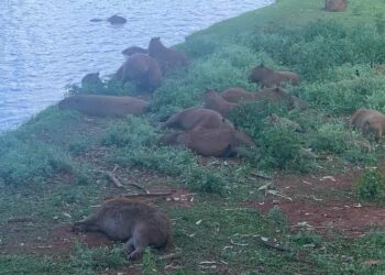 Alguém aí já viu uma “plantação” de Capivaras? A gente te apresenta!