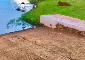 #capivarou: Mais um flagra das nossas “divas” no Parque das Nações Indígenas
