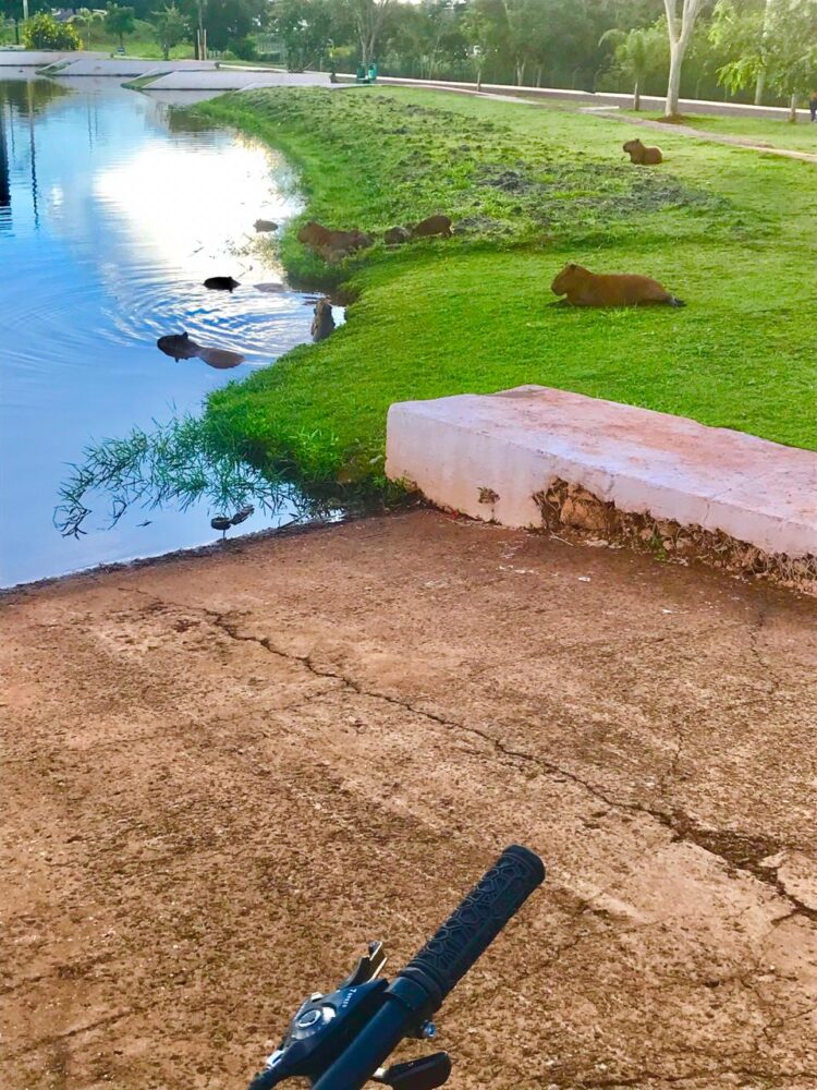 #capivarou: Mais um flagra das nossas “divas” no Parque das Nações Indígenas