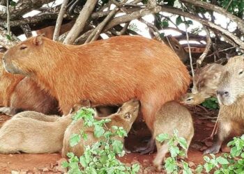 Foto de Capivara amamentando filhotes não é um colírio para os olhos?