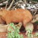 Foto de Capivara amamentando filhotes não é um colírio para os olhos?