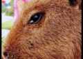 Olhar marcante de Capivara em foto chama a atenção para questões ambientais