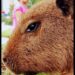 Olhar marcante de Capivara em foto chama a atenção para questões ambientais