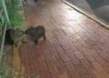 O amor está no ar: Namoro das capivaras é flagrado por leitora!