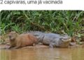 “Duas capivaras, uma já vacinada!” Bora rir um pouco neste sábadão