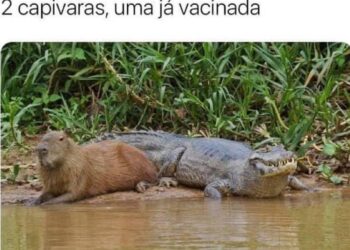 “Duas capivaras, uma já vacinada!” Bora rir um pouco neste sábadão