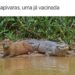 “Duas capivaras, uma já vacinada!” Bora rir um pouco neste sábadão