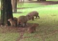 Youtuber flagra família de Capivaras e manda direto para o nosso Insta
