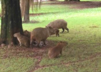 Youtuber flagra família de Capivaras e manda direto para o nosso Insta