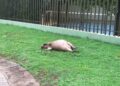 Capivara é atropelada e deixada morta em canteiro de condomínio de luxo