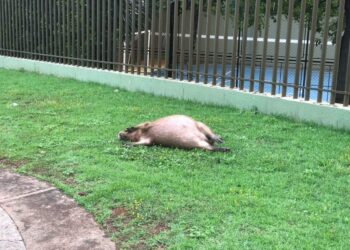 Capivara é atropelada e deixada morta em canteiro de condomínio de luxo