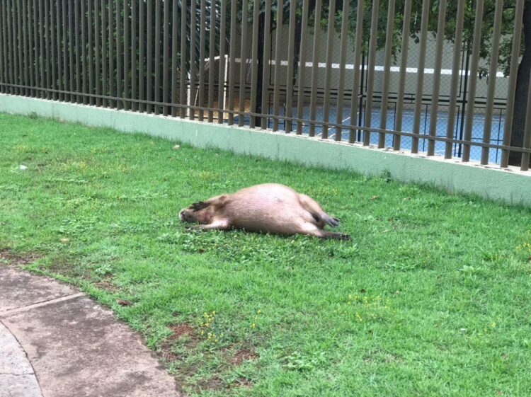 Capivara é atropelada e deixada morta em canteiro de condomínio de luxo