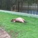 Capivara é atropelada e deixada morta em canteiro de condomínio de luxo