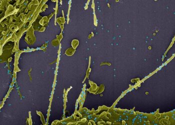 Estudo constata infecção simultânea por duas linhagens do coronavírus