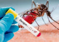 Uma pessoa pode ser infectada pela dengue até quatro vezes na vida
