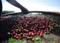 Pesquisa da Conab indica queda na produção de café nacional em 2021