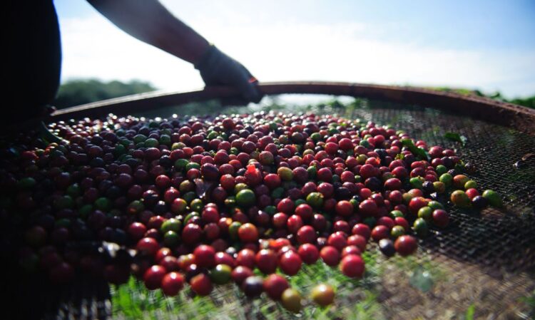 Pesquisa da Conab indica queda na produção de café nacional em 2021