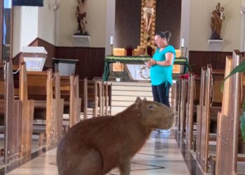 Se foi pra rezar eu não sei, mas a Capivara invadiu uma igreja em SP