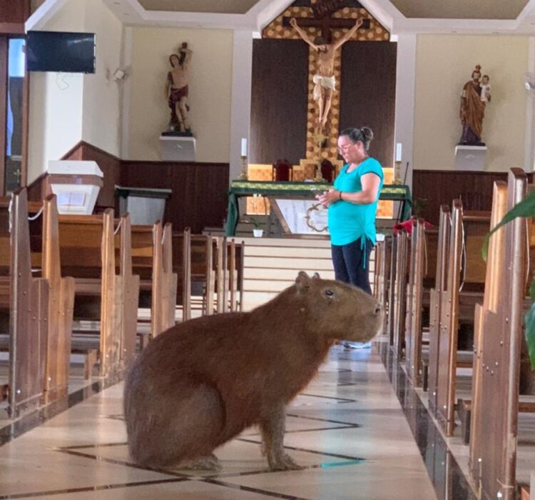 Se foi pra rezar eu não sei, mas a Capivara invadiu uma igreja em SP