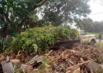 Homens são autuados em flagrante por descartar podas de árvores em terrenos na Capital