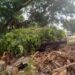 Homens são autuados em flagrante por descartar podas de árvores em terrenos na Capital