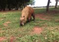 Após briga, Capivara fica com sequelas e aparece em vídeo mancando
