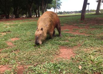 Após briga, Capivara fica com sequelas e aparece em vídeo mancando