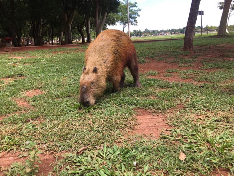 Após briga, Capivara fica com sequelas e aparece em vídeo mancando