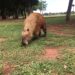 Após briga, Capivara fica com sequelas e aparece em vídeo mancando