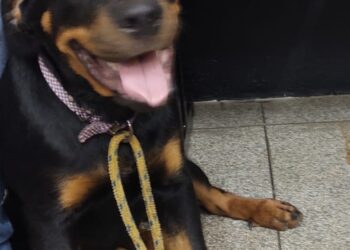 Cão da raça Rotweiller é furtado e polícia consegue encontrar e prender ladrão