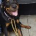 Cão da raça Rotweiller é furtado e polícia consegue encontrar e prender ladrão