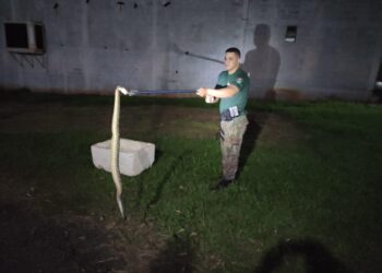 Cobra cascavel de 1,5 metro é capturada pela PMA dentro de uma residência