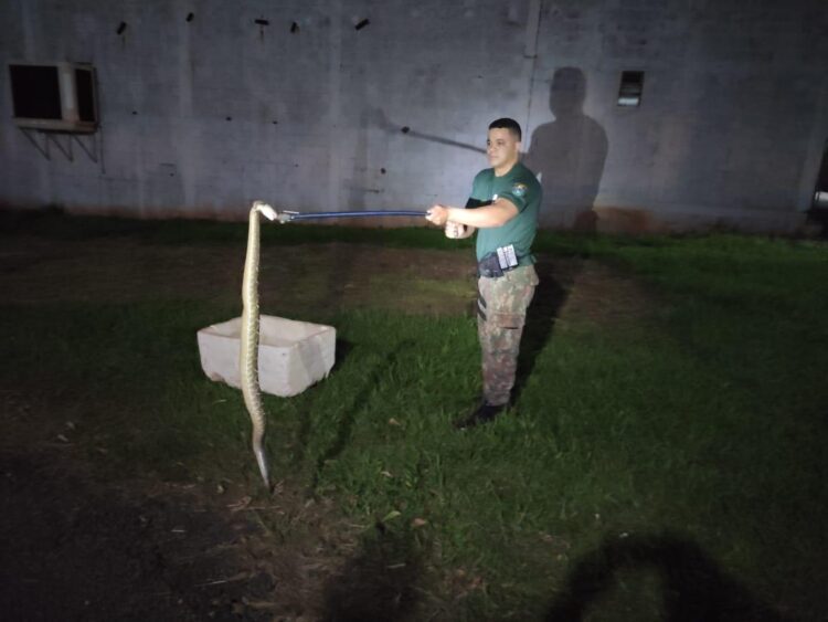 Cobra cascavel de 1,5 metro é capturada pela PMA dentro de uma residência