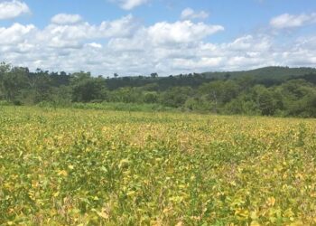 Em Bonito, pecuarista é multado em R$ 18 mil por desmatamento ilegal