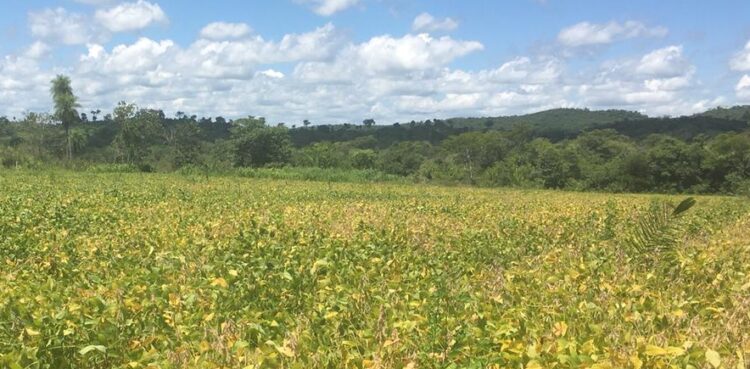Em Bonito, pecuarista é multado em R$ 18 mil por desmatamento ilegal