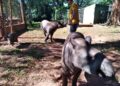 CCR MSVia leva duas antas à Caracol para reintrodução na natureza
