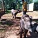 CCR MSVia leva duas antas à Caracol para reintrodução na natureza
